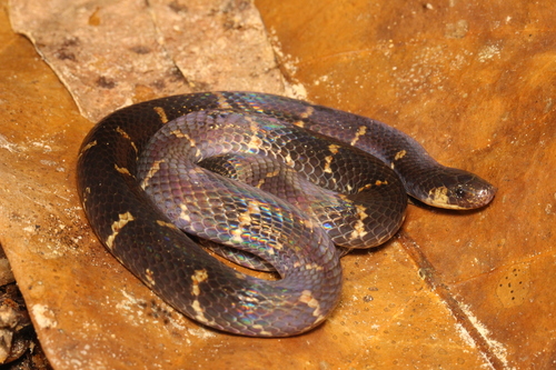 Photo of a Atractus trefauti (Atractus trefauti)