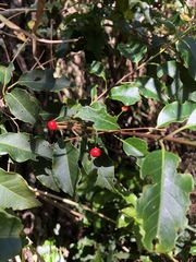 Ilex pedunculosa