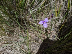 Patersonia occidentalis occidentalis