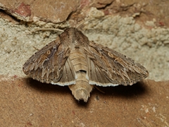 Persectania dyscrita