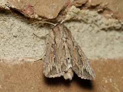 Persectania dyscrita