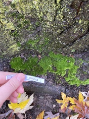 Bryopsida