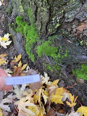 Bryopsida