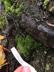 Bryopsida
