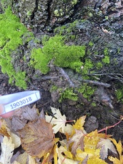 Bryopsida