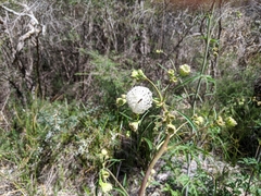Trachymene composita