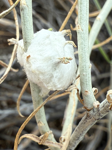 Unknown species found near Summer Lake, OR, US