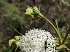 Trachymene composita