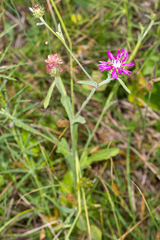 Centaurea napifolia