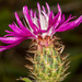 Centaurea napifolia - Photo (c) Drepanostoma, alguns direitos reservados (CC BY-NC), uploaded by Drepanostoma