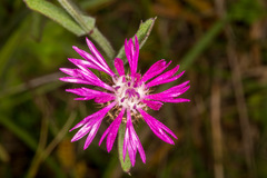 Centaurea napifolia