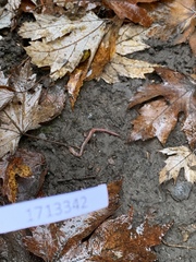 Lumbricus terrestris