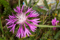 Centaurea napifolia