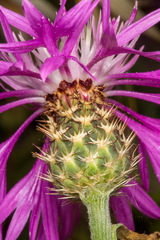 Centaurea napifolia