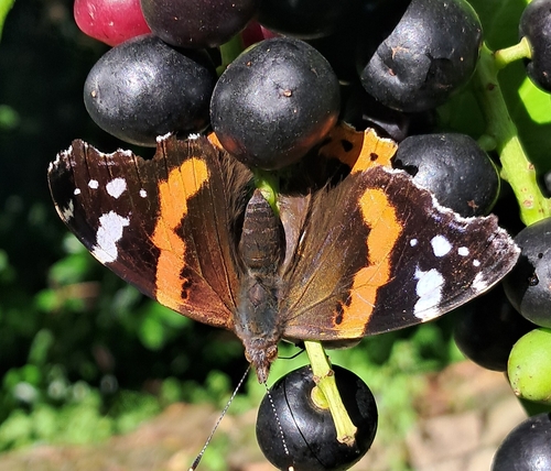 Red Admiral