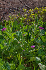 Centaurea napifolia
