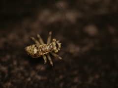 Mesopsocus immunis