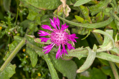 Centaurea napifolia