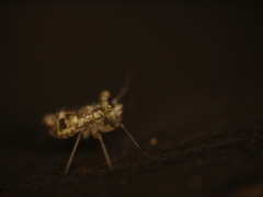 Mesopsocus immunis