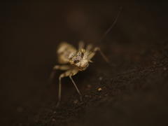 Mesopsocus immunis