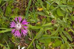 Centaurea napifolia