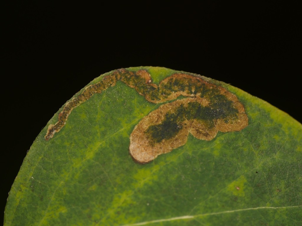 Aulagromyza luteoscutellata