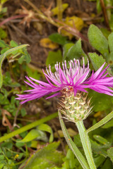 Centaurea napifolia