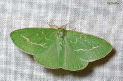 Thetidia smaragdaria