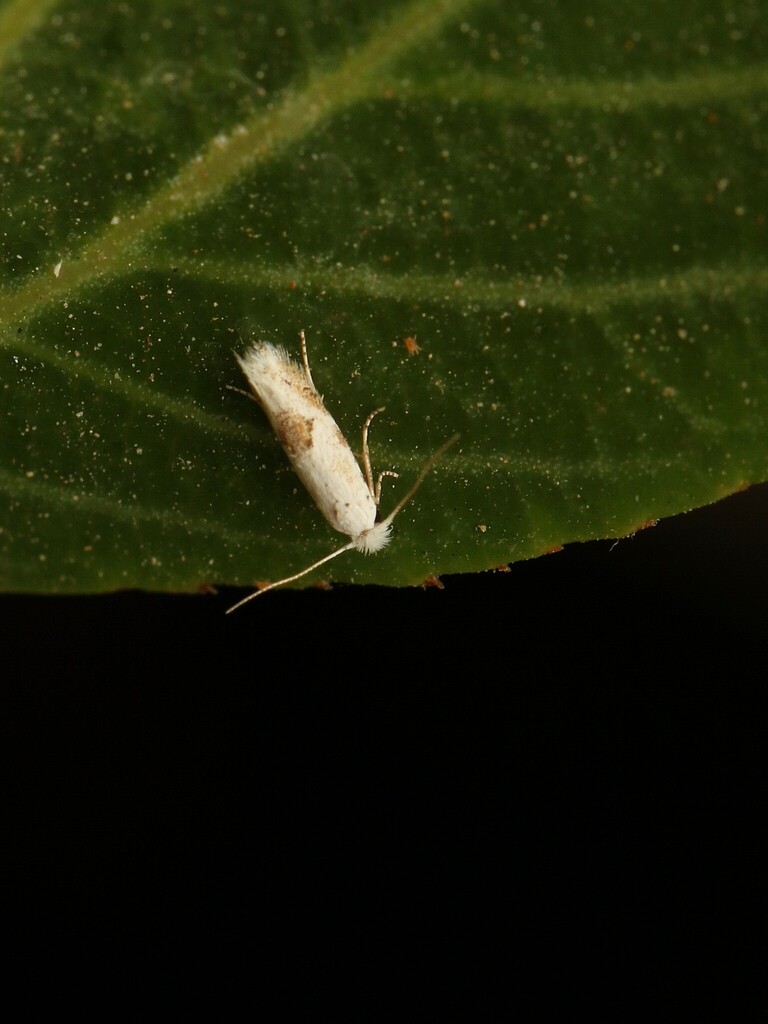 Bucculatrix albella