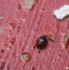 Diaperinae