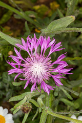 Centaurea napifolia