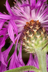 Centaurea napifolia
