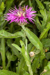 Centaurea napifolia
