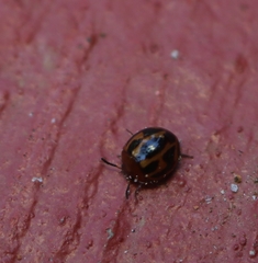 Diaperinae
