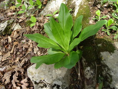 Frasera caroliniensis