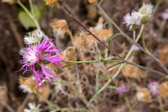 Centaurea napifolia