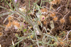 Centaurea napifolia