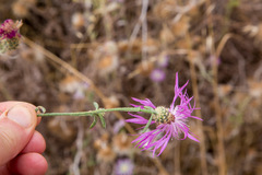 Centaurea napifolia