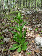 Frasera caroliniensis