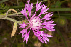Centaurea napifolia