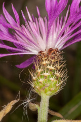 Centaurea napifolia