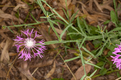 Centaurea napifolia