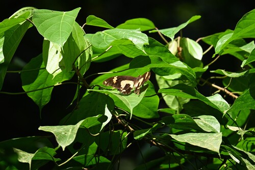 Papilio hesperus hesperus