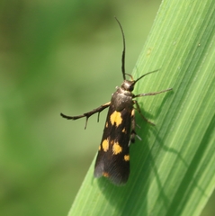 Eretmocera