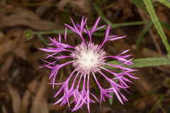 Centaurea napifolia