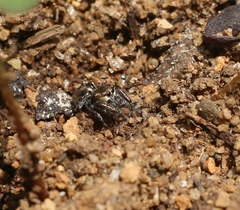 Bianor balius