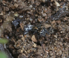Bianor balius