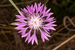 Centaurea napifolia