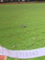 Sciurus carolinensis