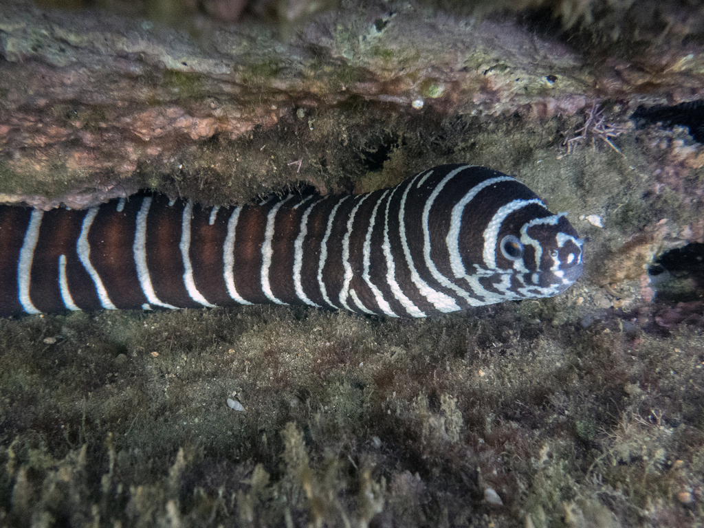 Reticulated moray (Gymnomuraena zebra) — Muraenidae